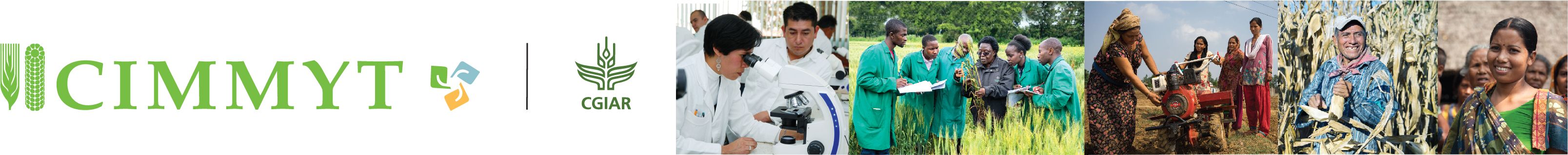 CIMMYT