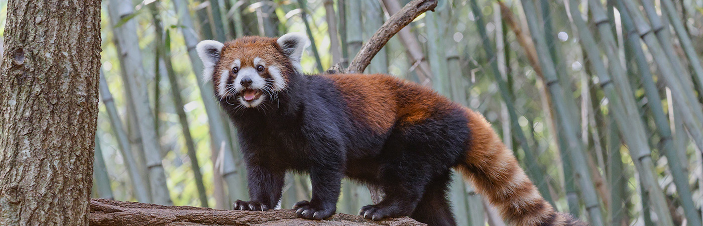 Nashville Zoo