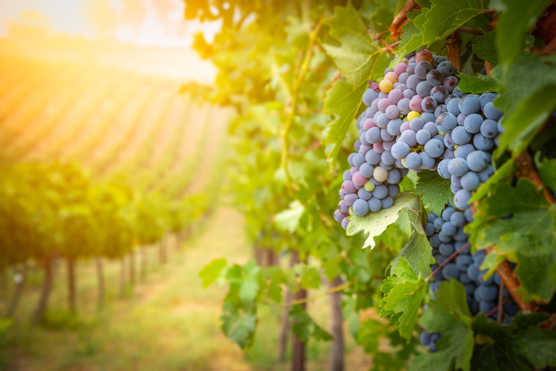 Gary's Wine & Marketplace