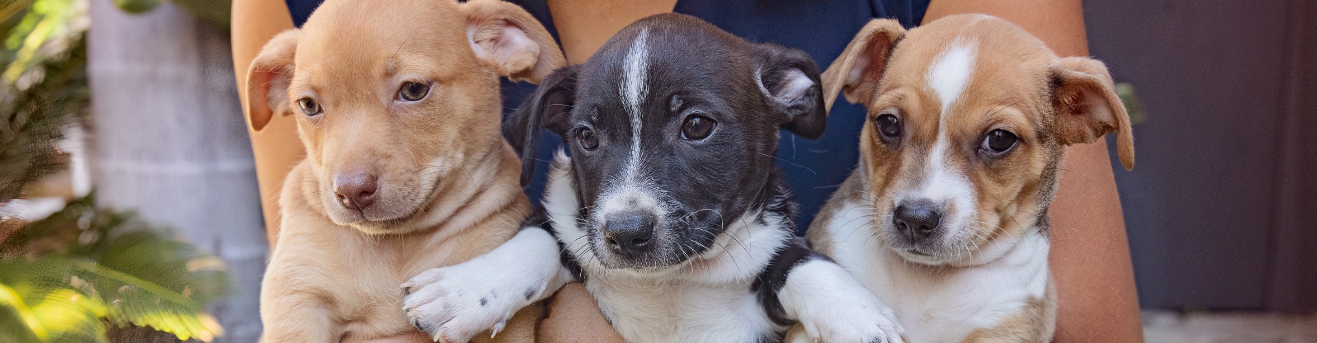 Best Friends Animal Society