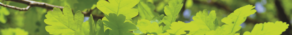 Oaktree Capital Management