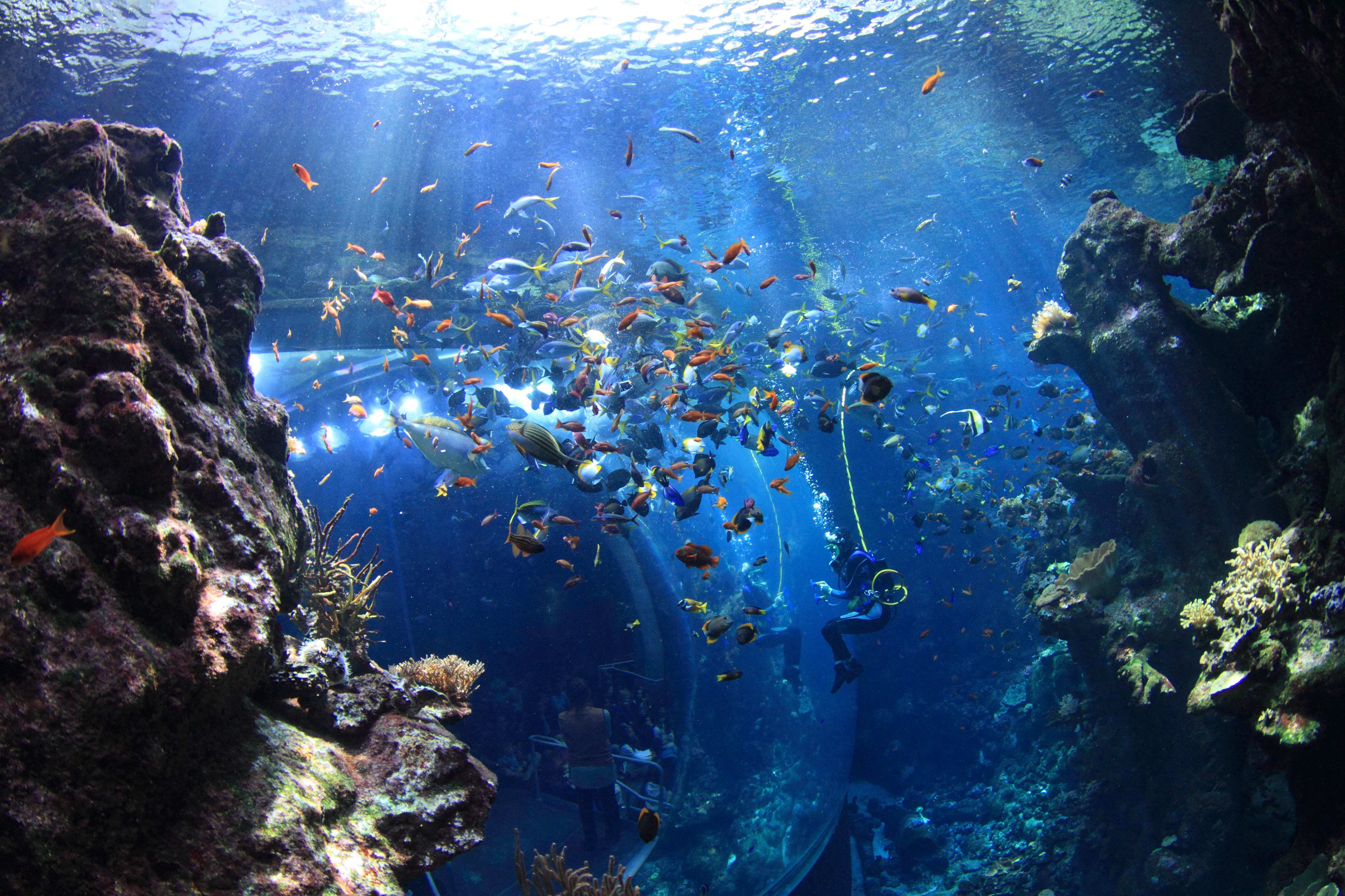 California Academy of Sciences