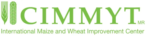 CIMMYT